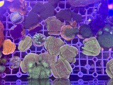 🎄✅Grinch ✅🎄Montipora Plating Coral Frag SPS - NOT LPS or SOFT coral