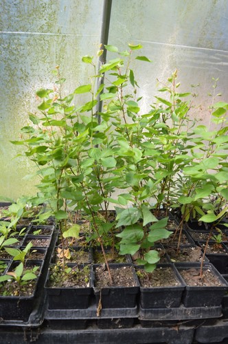 Apricot tree flavourcot - 1,