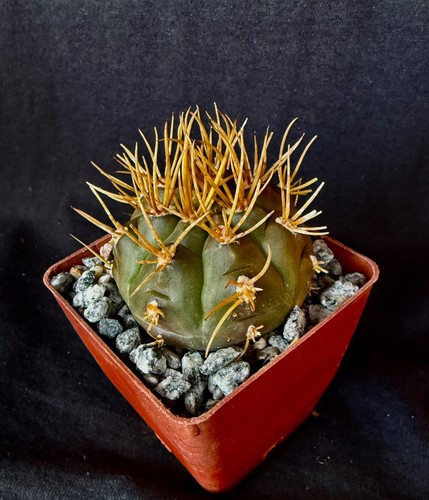 Gymnocalycium eurypleurum