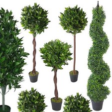 Topiary Tree Pairs Bay Laurel