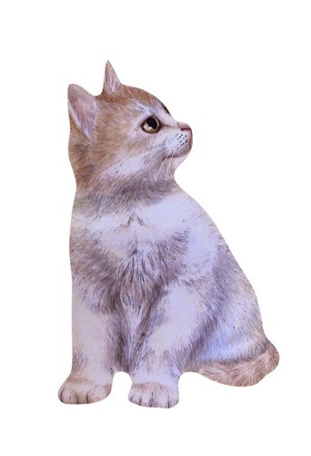 Ginger and white kitten - ginger,