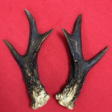 PAIR OF ROE DEER ANTLERS 181g