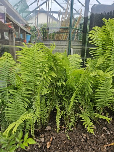 Matteuccia struthiopteris - matteuccia,