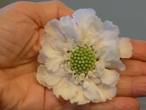 Litre perennial scabiosa - 1,