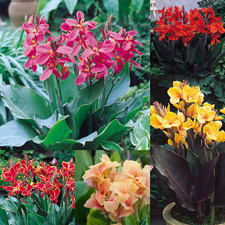 Canna collection - x,