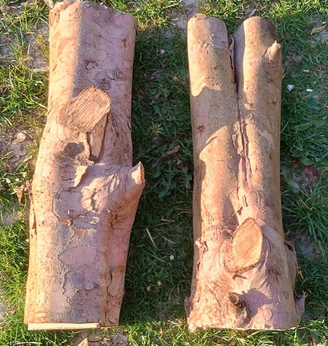 Yew tree logs wood - , turning