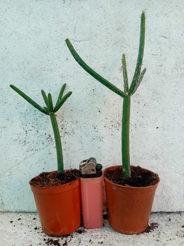 Epiphyllum rhipsalis - epiphyllum,