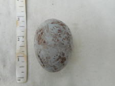 Replica   Birds Eggs       SUERB  LYREBIRD   1 EGG