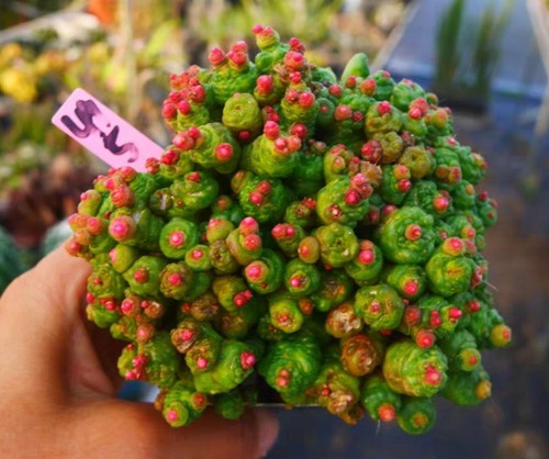 Rare cacti mammillaria - rare,