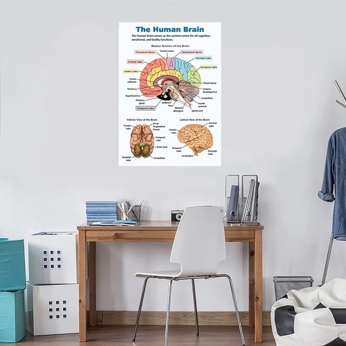 Human brain structure - human,