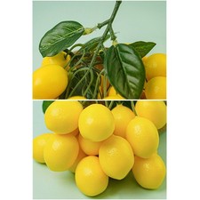 Fake Fruit Home Decor Artificial 9 for Head Simulation Yellow Lemon Str