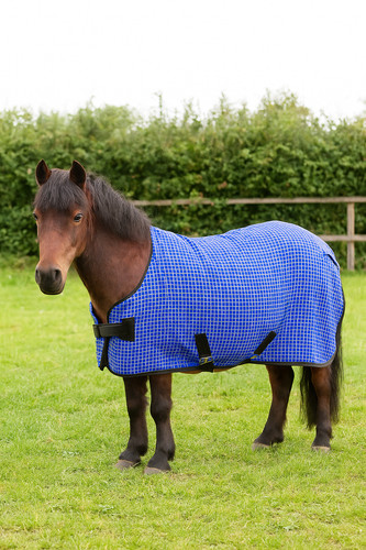 Horse small and - iv,