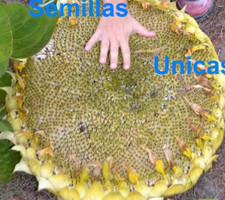 GIANT SUNFLOWER 30 SEEDS