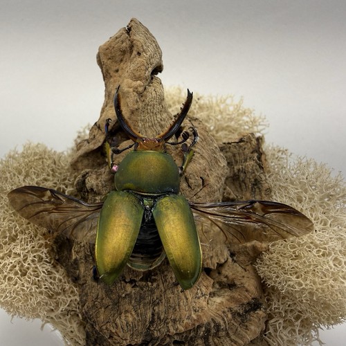 Lamprima adolphinae sawtooth - lamprima,