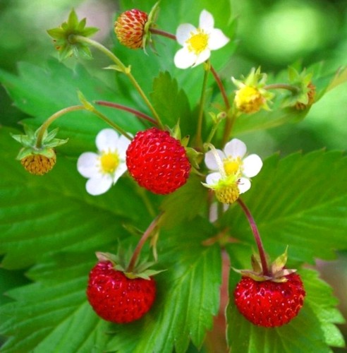 Wild alpine strawberries - alpine,