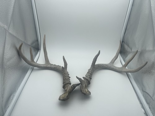 Point whitetail deer antler - 8,