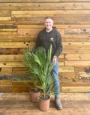 Chamaerops European Fan Palm