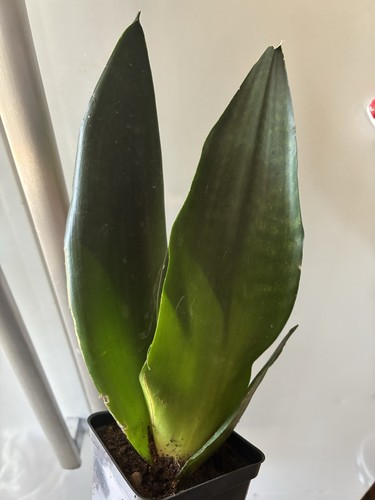 Snake plant will send - send, pot