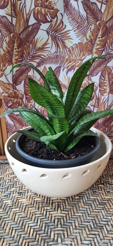 Sansevieria hahnii a - , in