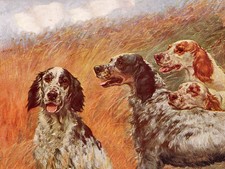 ENGLISH SETTER CHARMING DOG GREETINGS NOTE CARD LOVELY GROUP RED & WHITE