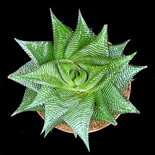 Haworthia limifolia twist - haworthia,