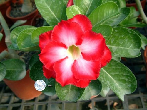 Rare fragrant desert rose - 2,