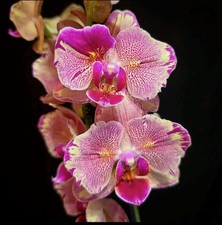 Rare Phalaenopsis Floriclone