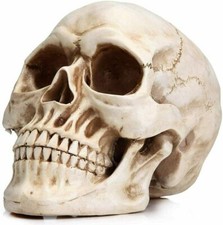 Realistic Life-size Human Skull Sculpture Replica Skeleton Home Decor Model NEW