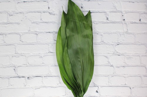 Fresh natural aspidistra - fresh,