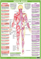 Muscle Anatomy Poster |