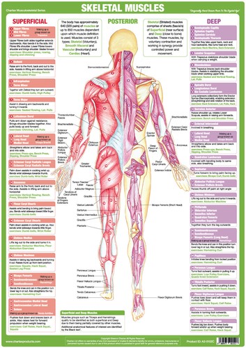 Muscle anatomy poster - muscle,