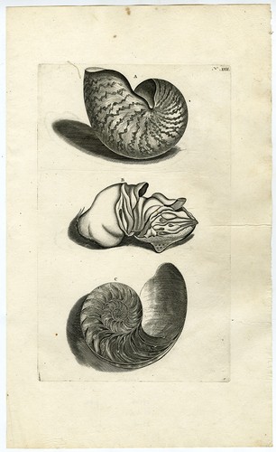 Antique print nautilus - antique, print-nautilus