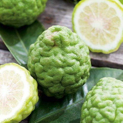 Citrus plant tree - plant, as
