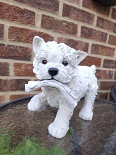 West highland white - white, terrier