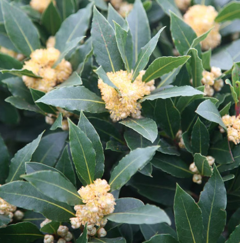 Lauris nobilis small - lauris,