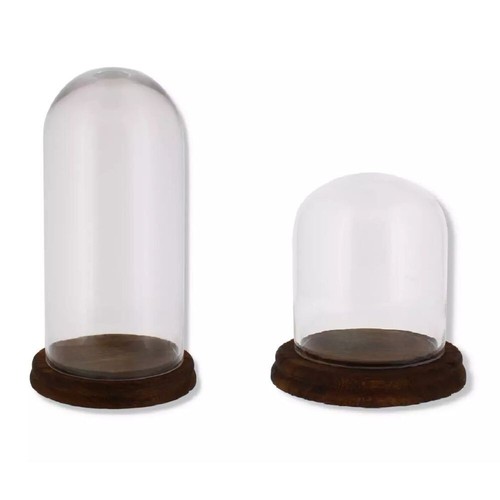 Glass display dome - display, jar