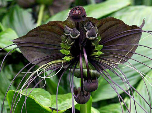Tacca chantrieri seeds - tacca, 10