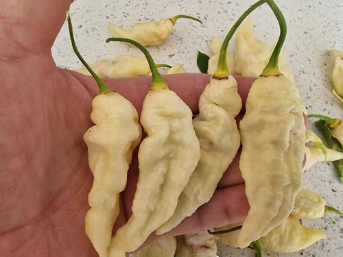 Bhut jolokia white chilli - bhut,
