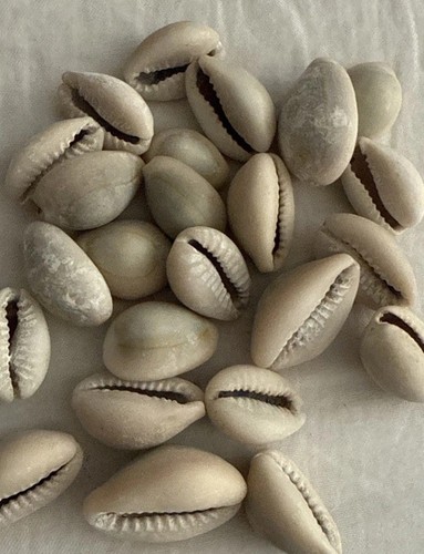 Beautiful cowrie natural - cowrie,