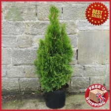 5 to 6ft Bushy Thuja