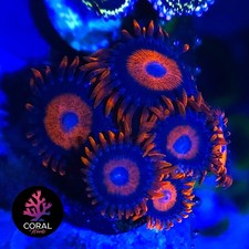 Orange Oxides Zoa Colony Frag WYSIWYG