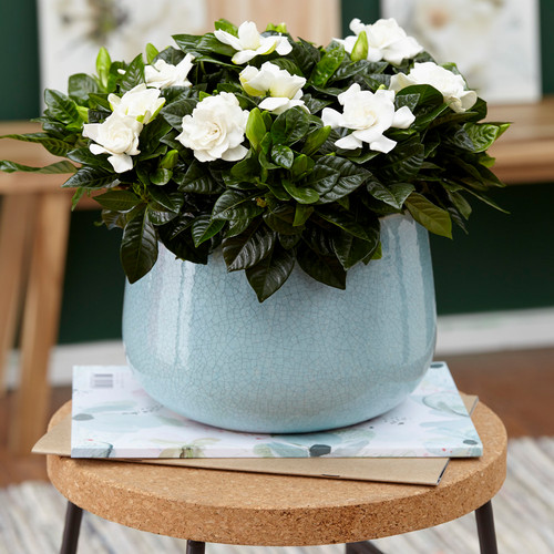 Indoor evergreen shrub - indoor,