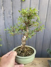 Cork bark elm bonsai - bark,