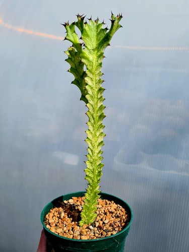 Clearance euphorbia trigona - euphorbia,