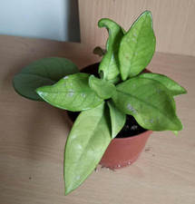 Hoya Carnosa Wax Plant Pink