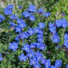 Lithodora plug plants alpine