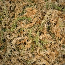 FRESH SPHAGNUM MOSS | Natural