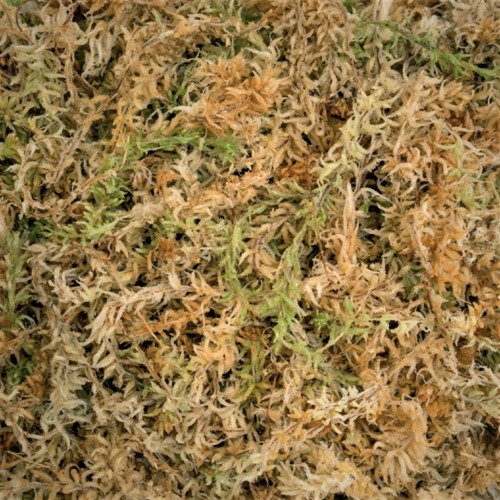 Fresh sphagnum moss natural - moss,