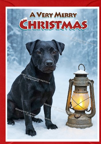 Patterdale terrier dog - patterdale,