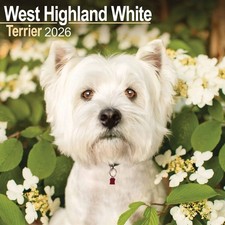 West Highland White Terrier Calendar 2026 - Dogs - Month To View